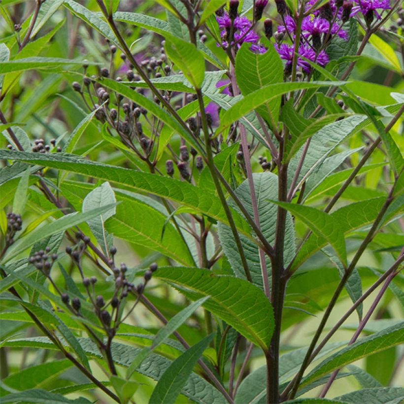 Vernonia noveboracensis (Feuillage)