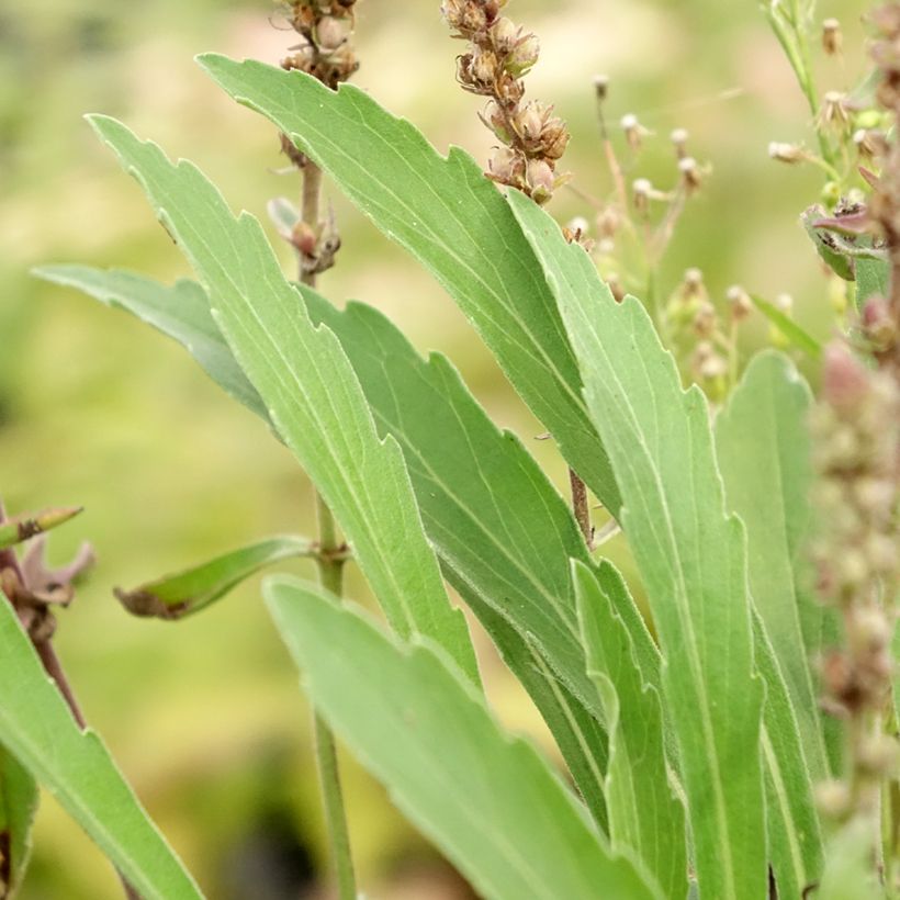 Veronica spicata Baby Blue - Véronique en épis (Feuillage)