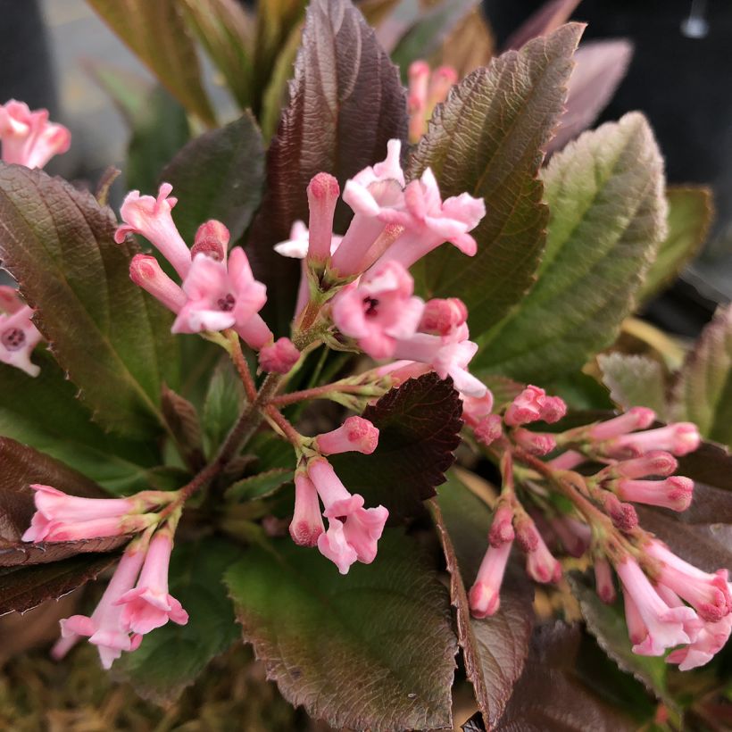 Viorne d'hiver - Viburnum Sweet Talker (Floraison)