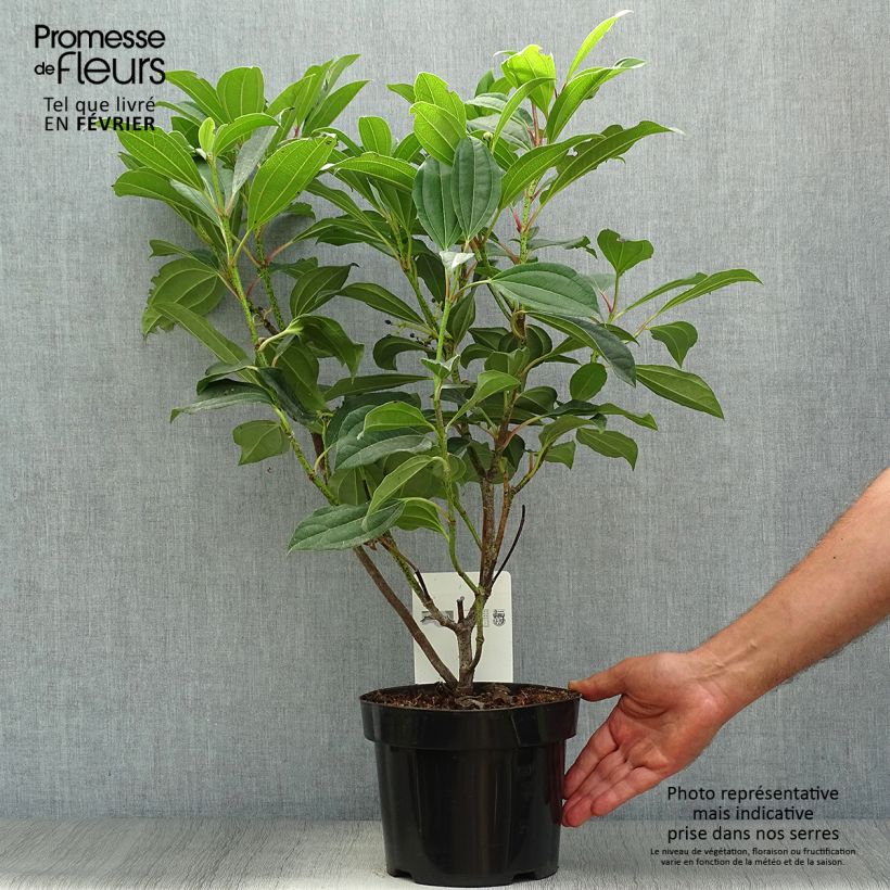 Spécimen de Viburnum davidii 25/30cm en pot de 3.5L - Viorne de David tel que livré en automne