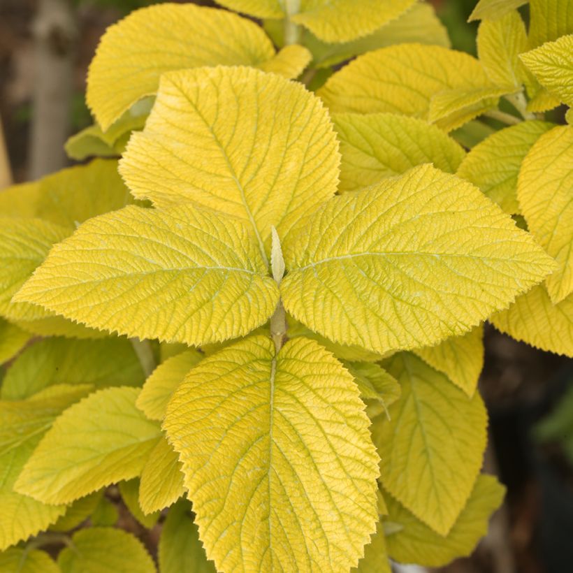 Viorne lantane - Viburnum lantana Aureum (Feuillage)