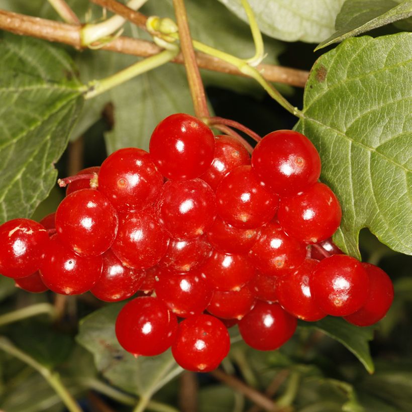 Viorne obier - Viburnum opulus Tajożnyje Rubiny (Récolte)