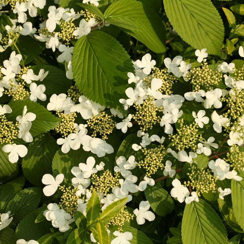 Viorne de Chine - Viburnum plicatum St Keverne (Floraison)