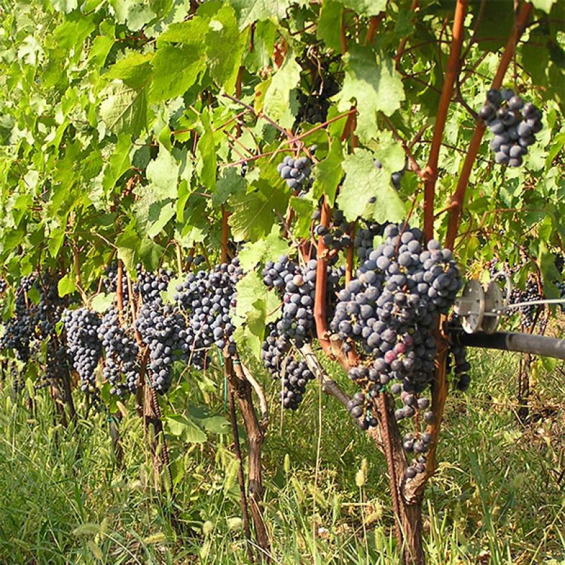 Vigne Cabernet Franc (Port)