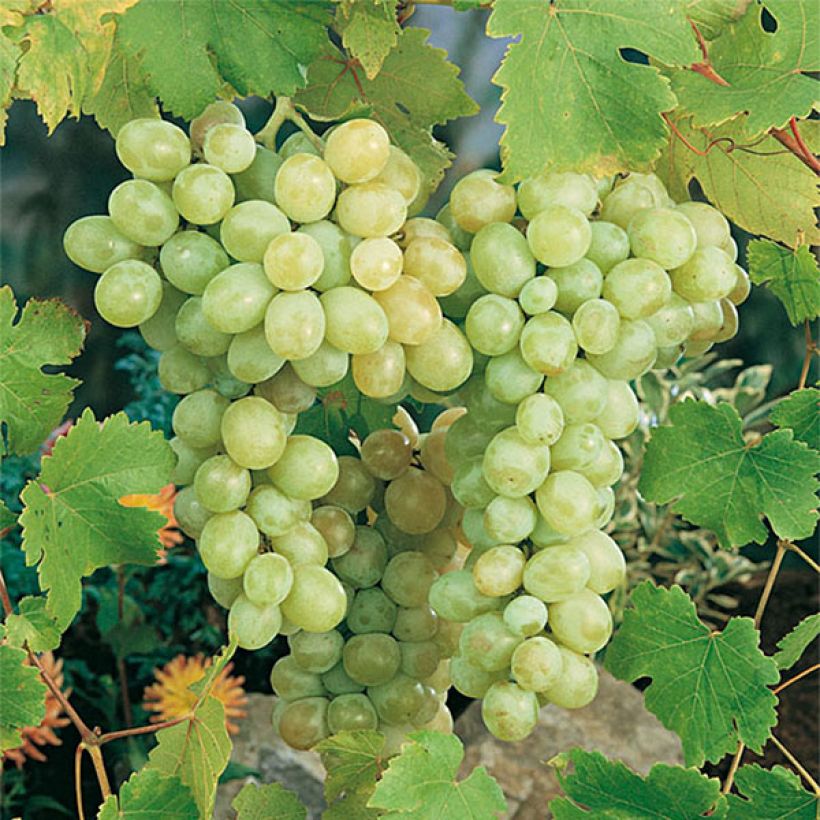 Vigne de table Italia - Vitis vinifera – Raisin italien à baies blanc-jaune