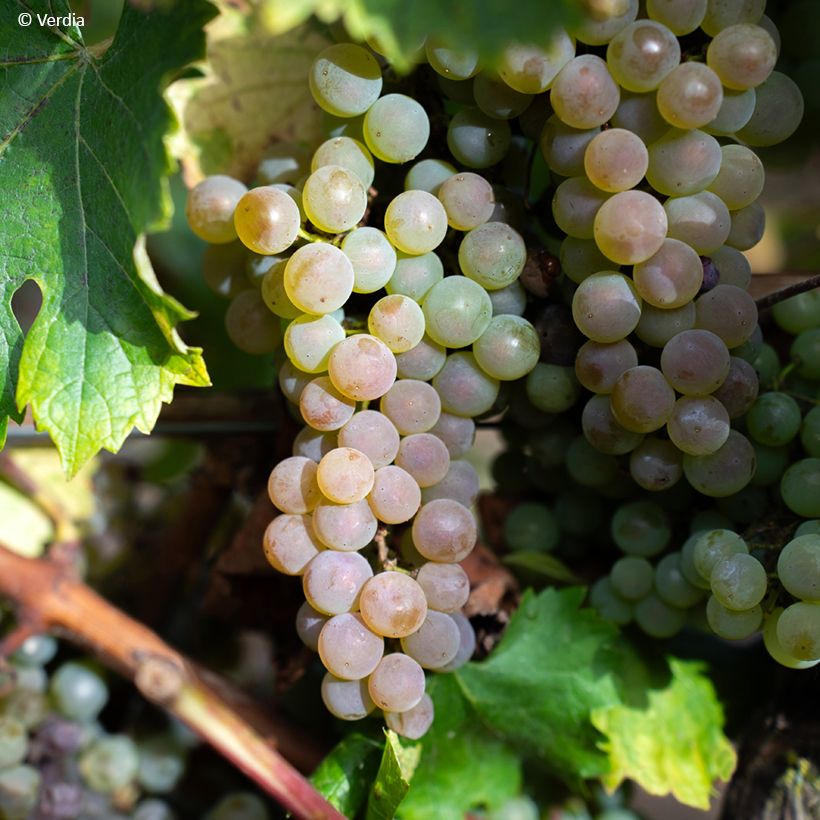 Vigne Nathy-Sauvignac Vign'Happy Fruitality (Récolte)