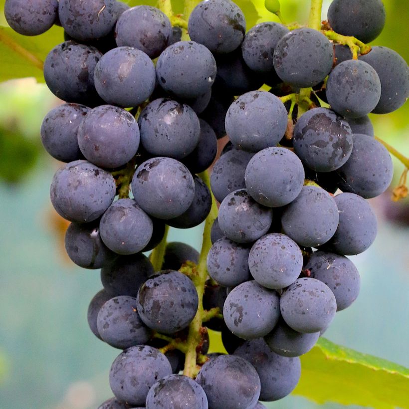 Vigne Muscat Rouge De Madere (Récolte)