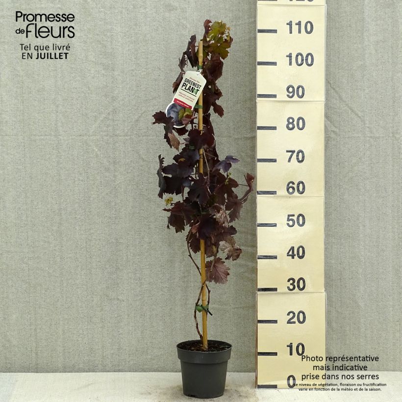 Spécimen de Vigne d'ornement - Vitis vinifera Purpurea tel que livré en été