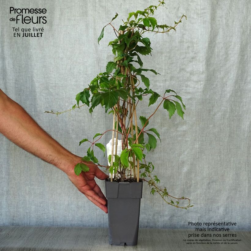 Spécimen de Vigne vierge - Parthenocissus quinquefolia Engelmannii tel que livré en été