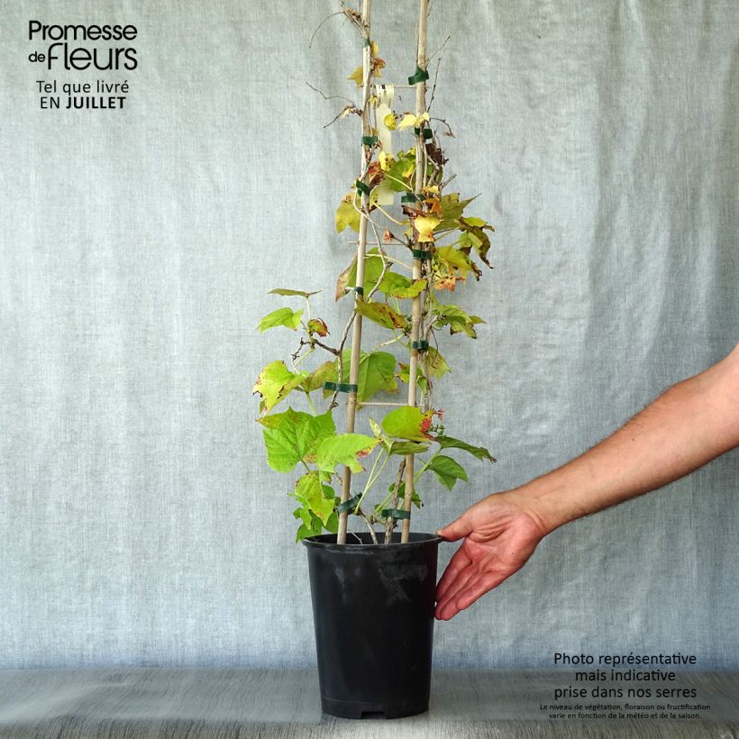 Spécimen de Vigne vierge - Parthenocissus tricuspidata Fenway Park tel que livré en été