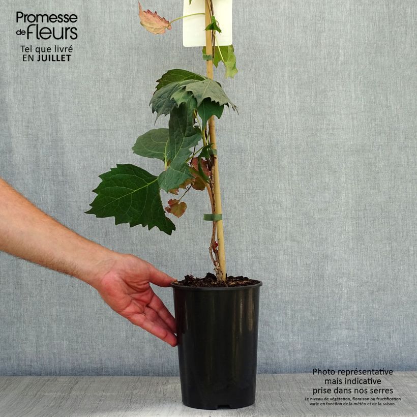 Spécimen de Vigne vierge - Parthenocissus tricuspidata atropurpurea tel que livré en été