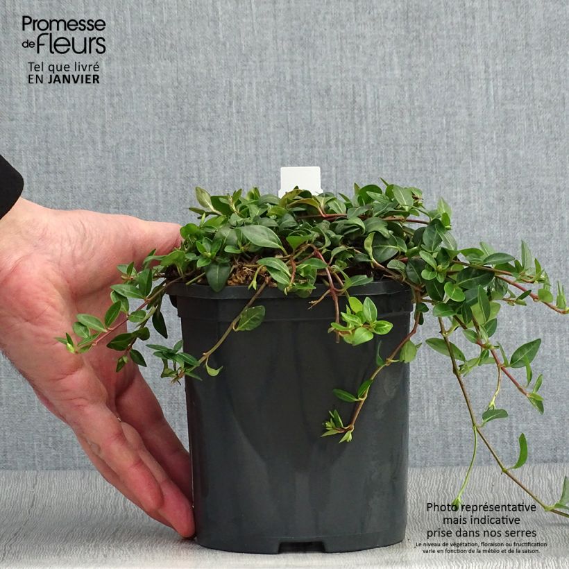 Spécimen de Vinca minor Atropurpurea - Pervenche à petite fleurs  Pot de 2L/3L tel que livré en hiver