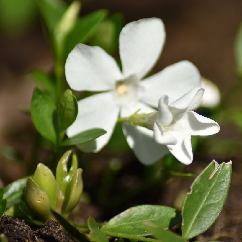 Vinca minor Elisa - Pervenche à petites fleurs (Floraison)