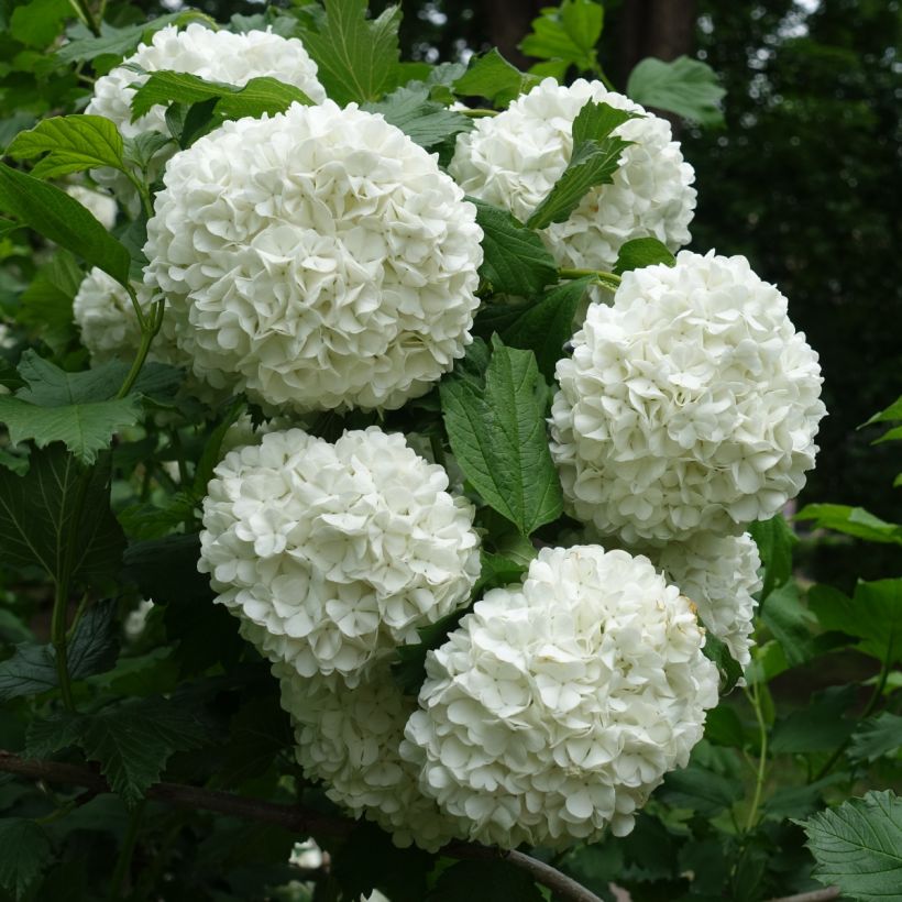 Viorne Boule de Neige - Viburnum opulus Roseum (Floraison)