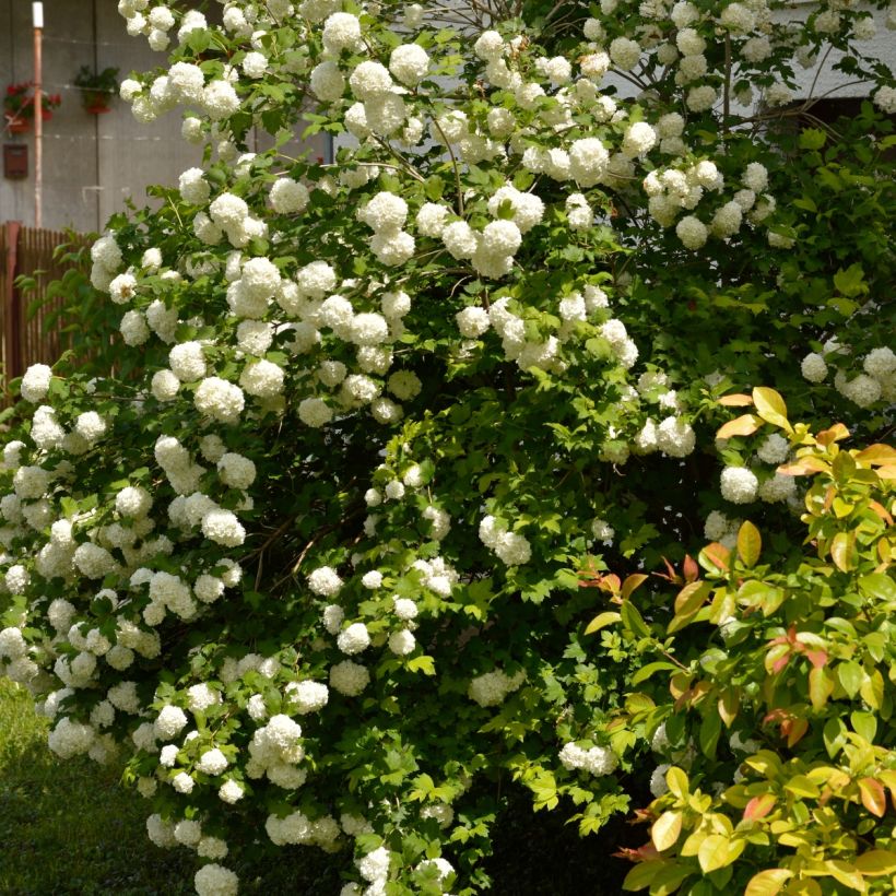 Viorne Boule de Neige - Viburnum opulus Roseum (Port)