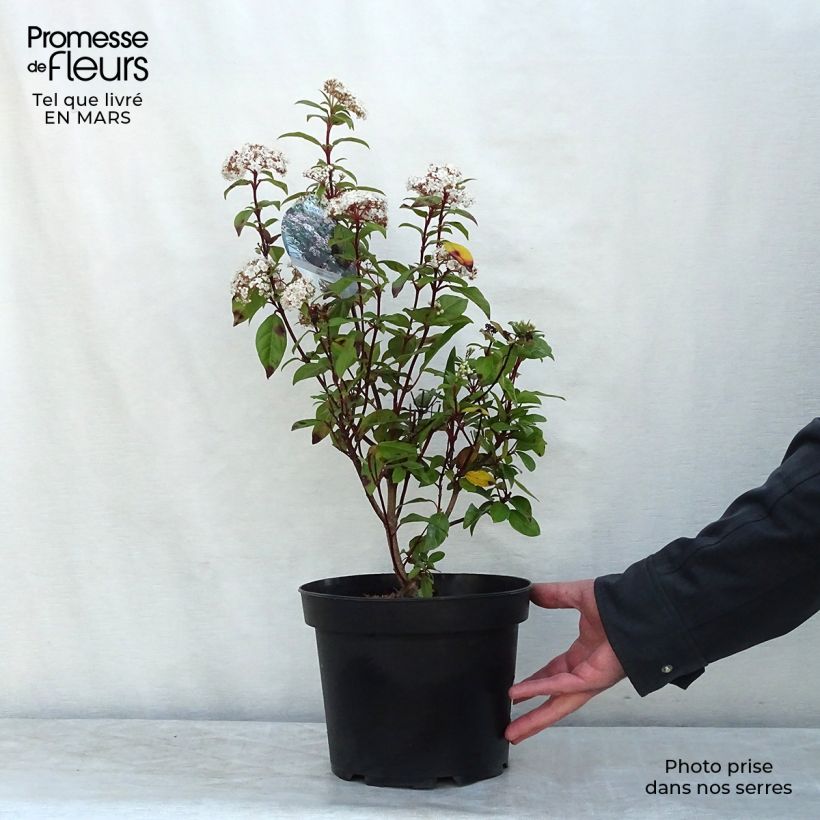 Spécimen de Viorne, Laurier Tin - Viburnum tinus Spirit en pot de 3L/4L tel que livré en hiver