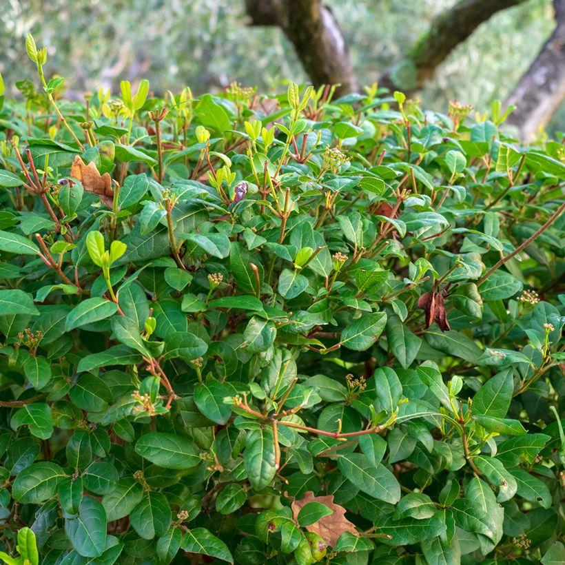 Viorne, Laurier Tin - Viburnum tinus (Feuillage)