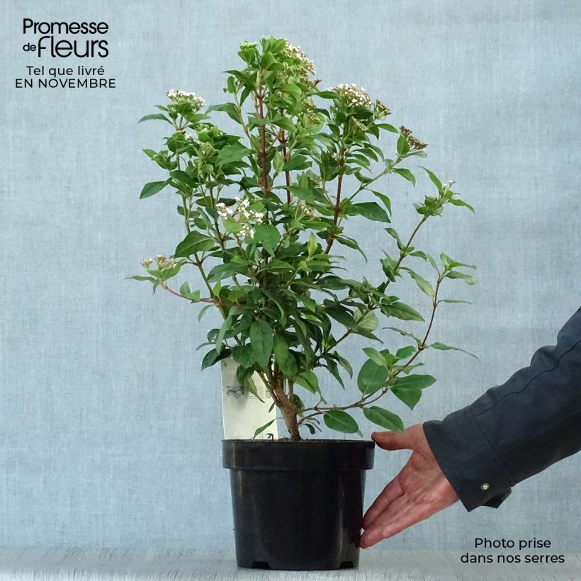 Spécimen de Viorne, Laurier Tin - Viburnum tinus en pot de 2L/3L tel que livré en automne