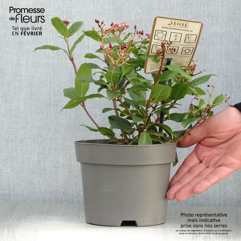 Spécimen de Viorne, Laurier tin - Viburnum tinus Gwenlian Pot de 2L/3L tel que livré en hiver