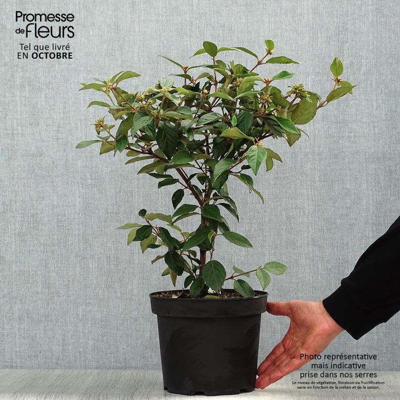 Spécimen de Viorne - Viburnum Eskimo en pot de 4/5L tel que livré en automne