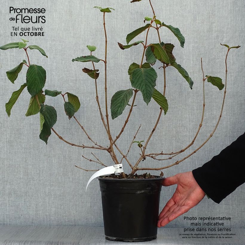 Spécimen de Viorne, Viburnum Plicatum Mariesii Great Star en pot de 4,5L tel que livré en automne