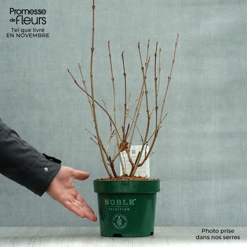 Spécimen de Viorne - Viburnum plicatum Grandiflorum Pot de 2L/3L tel que livré en automne