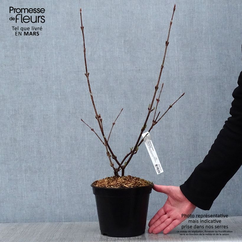 Spécimen de Viorne - Viburnum plicatum Opening Day en pot de 4/5L tel que livré en hiver