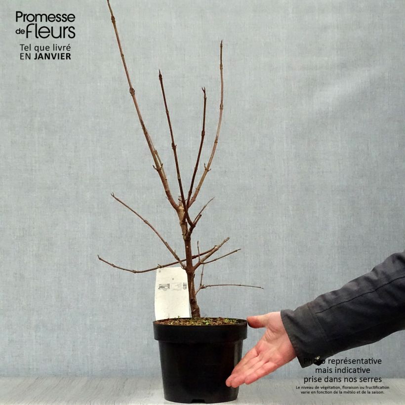 Spécimen de Viorne - Viburnum (x) carlcephalum en pot de 3,5L tel que livré en hiver