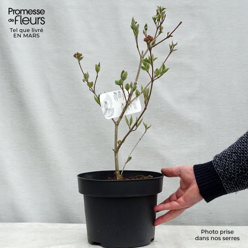 Spécimen de Viorne de Carle - Viburnum carlesii en pot de 4L/5L tel que livré en hiver