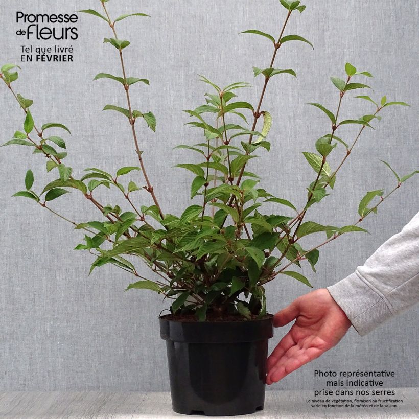 Spécimen de Viorne de Chine - Viburnum plicatum Kilimanjaro Sunrise Pot de 2L/3L tel que livré en automne