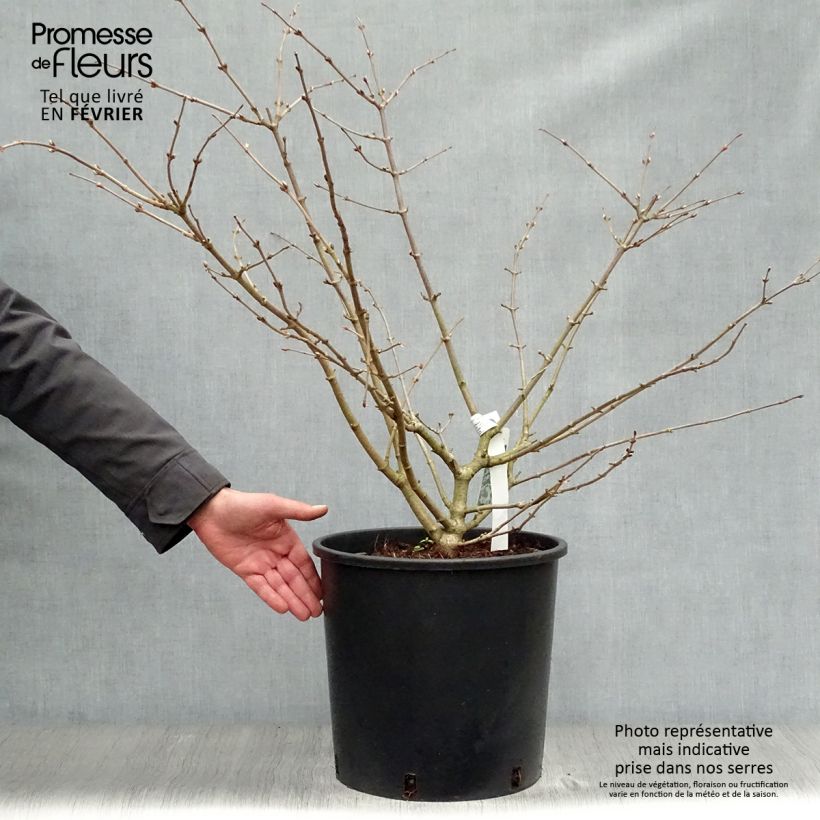 Spécimen de Viorne de Chine -Viburnum plicatum Mariesii en pot de 12L/15L tel que livré en hiver