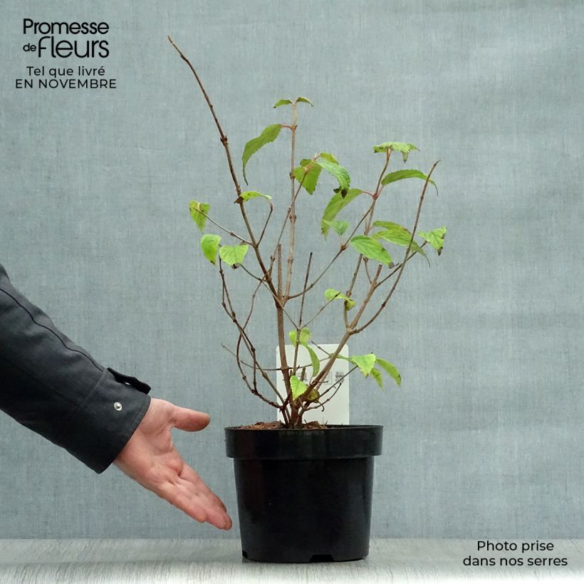 Spécimen de Viorne de Chine - Viburnum plicatum Shasta Pot de 3L/4L tel que livré en automne