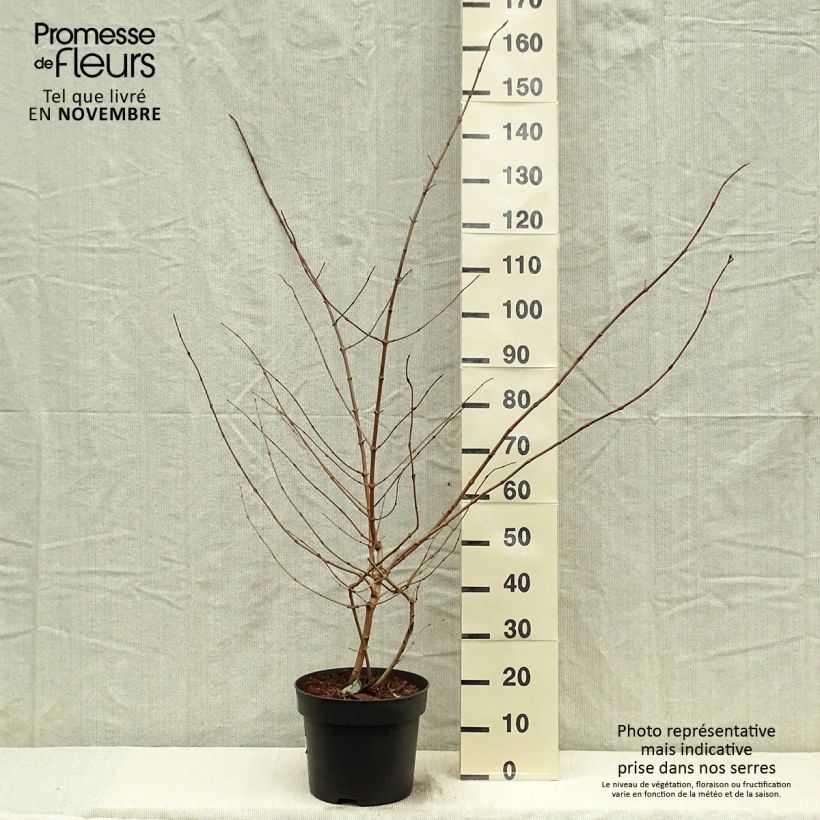 Spécimen de Viorne de Chine - Viburnum plicatum Tomentosum tel que livré en automne