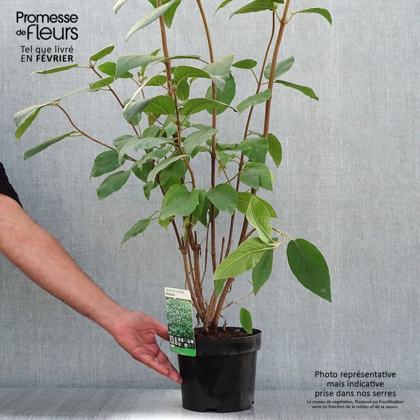 Spécimen de Viorne lantane - Viburnum lantana Mohican Pot de 3L/4L tel que livré en automne