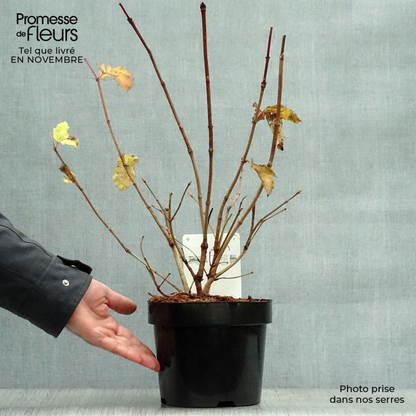 Spécimen de Viorne trilobée - Viburnum trilobum Wentworth Pot de 3L/4L tel que livré en automne