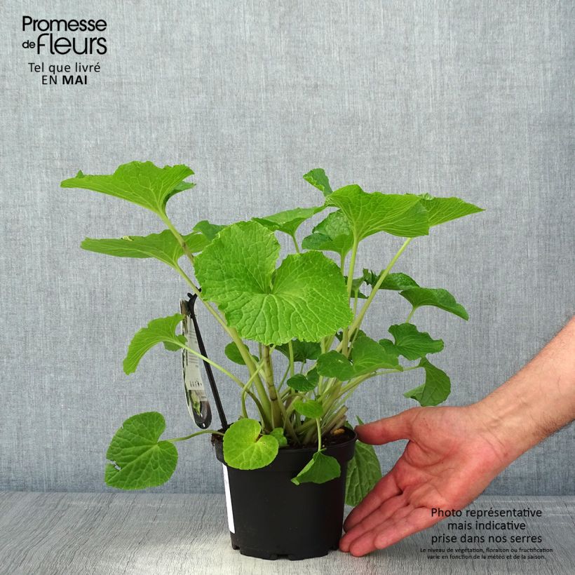 Spécimen de Wasabi japonais Mephisto - Eutrema japonicum - pot de 1.5L/2L tel que livré au printemps