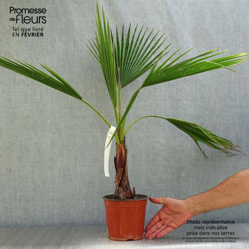 Spécimen de Washingtonia robusta - Palmier du Mexique en pot de 2L/3L tel que livré en automne