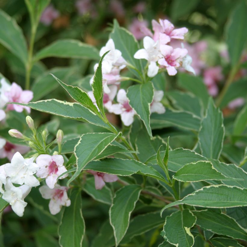 Weigela Splendid (Feuillage)