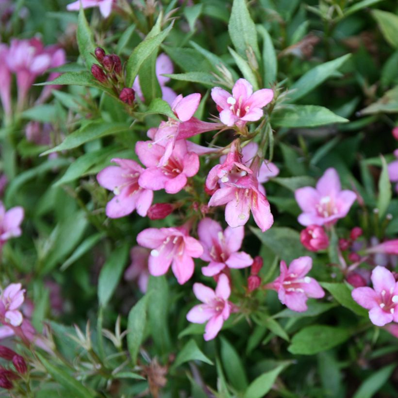 Weigela florida Picobella Rosa - Weigélia nain  (Floraison)