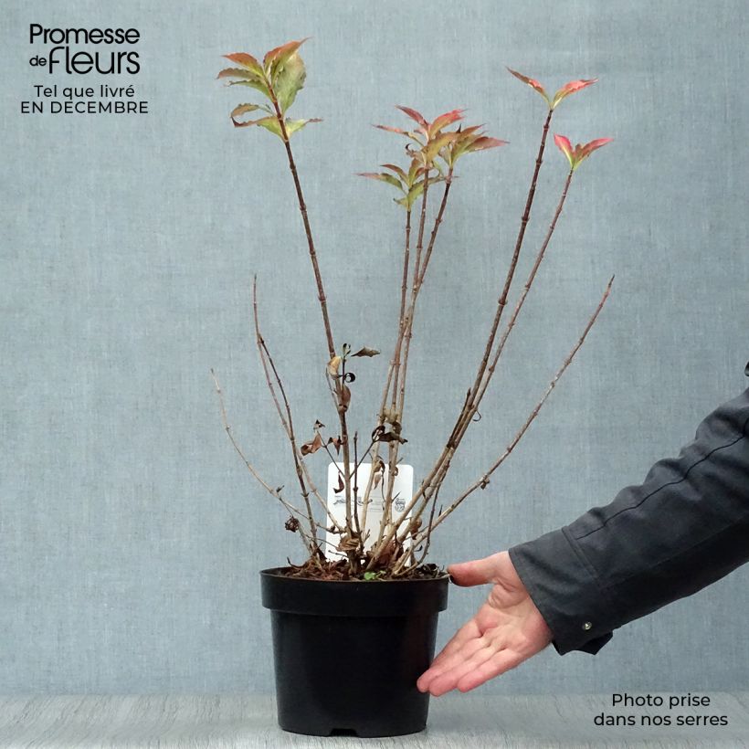 Spécimen de Weigela florida Pink Poppet Pot de 3,5L tel que livré en hiver