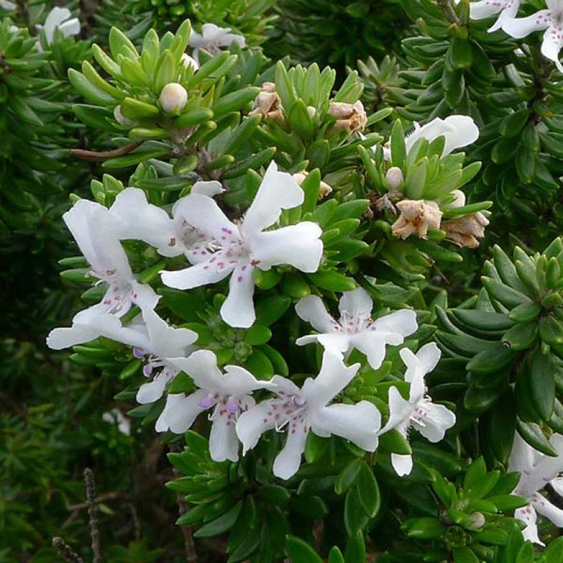 Westringia fruticosa - Romarin d'Australie (Floraison)