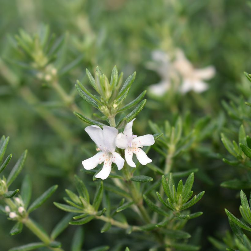 Westringia fruticosa Blanc - Romarin d'Australie (Floraison)