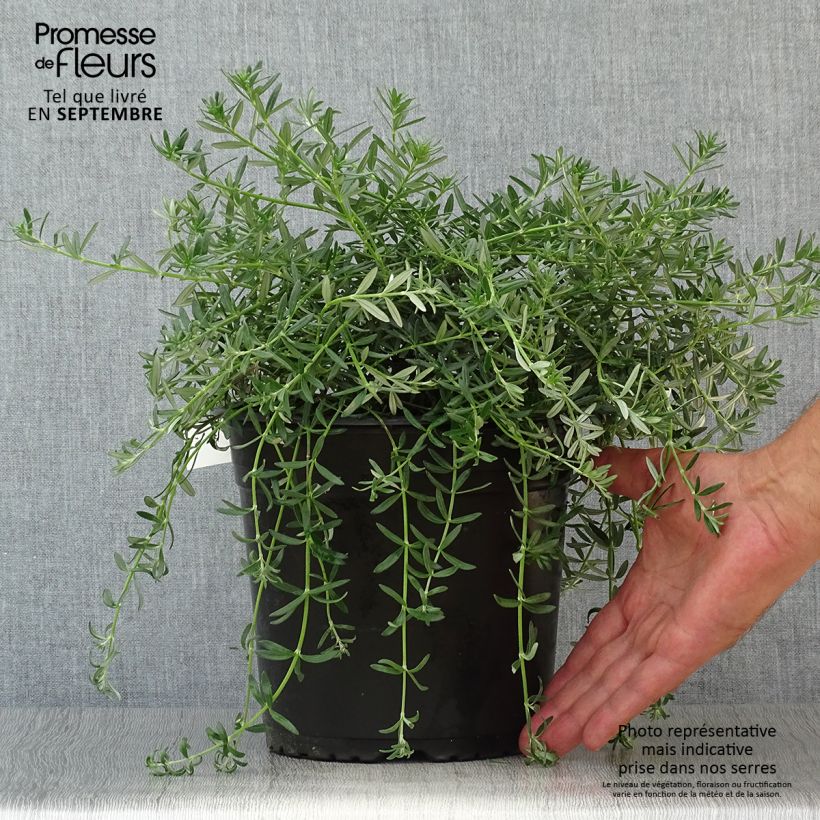 Spécimen de Westringia fruticosa Mundi Pot de 4L/5L tel que livré en automne