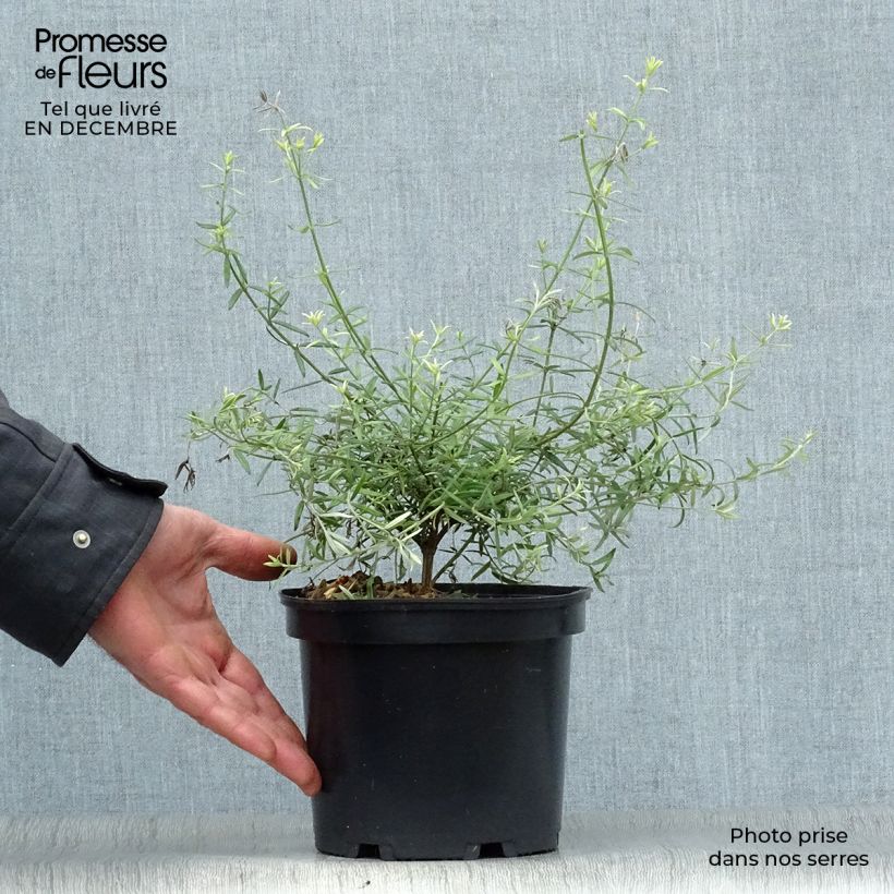 Spécimen de Westringia fruticosa - Romarin d'Australie Pot de 2L/3L tel que livré en hiver