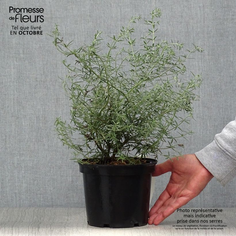 Spécimen de Westringia fruticosa - Romarin d'Australie Pot de 2L/3L tel que livré en automne