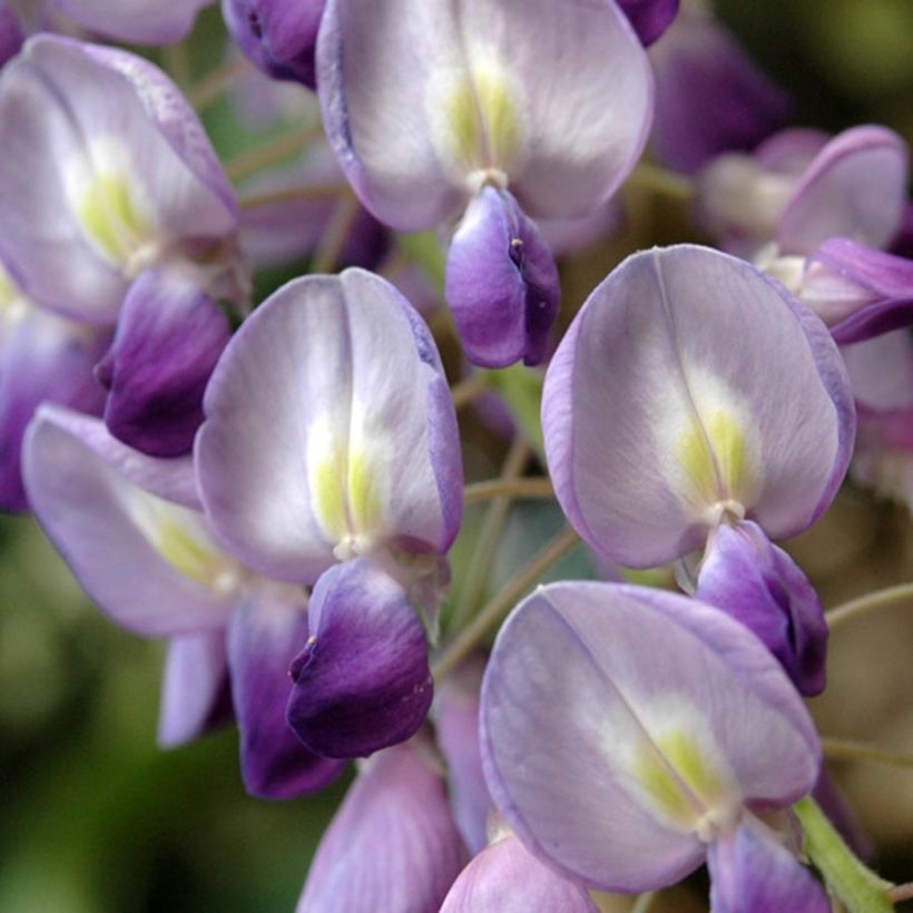 Glycine du Japon - Wisteria floribunda  (Floraison)