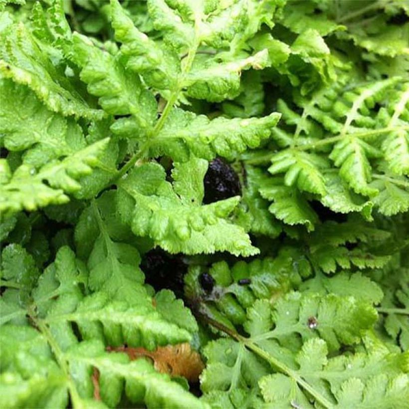 Woodsia obtusa - Fougère (Feuillage)