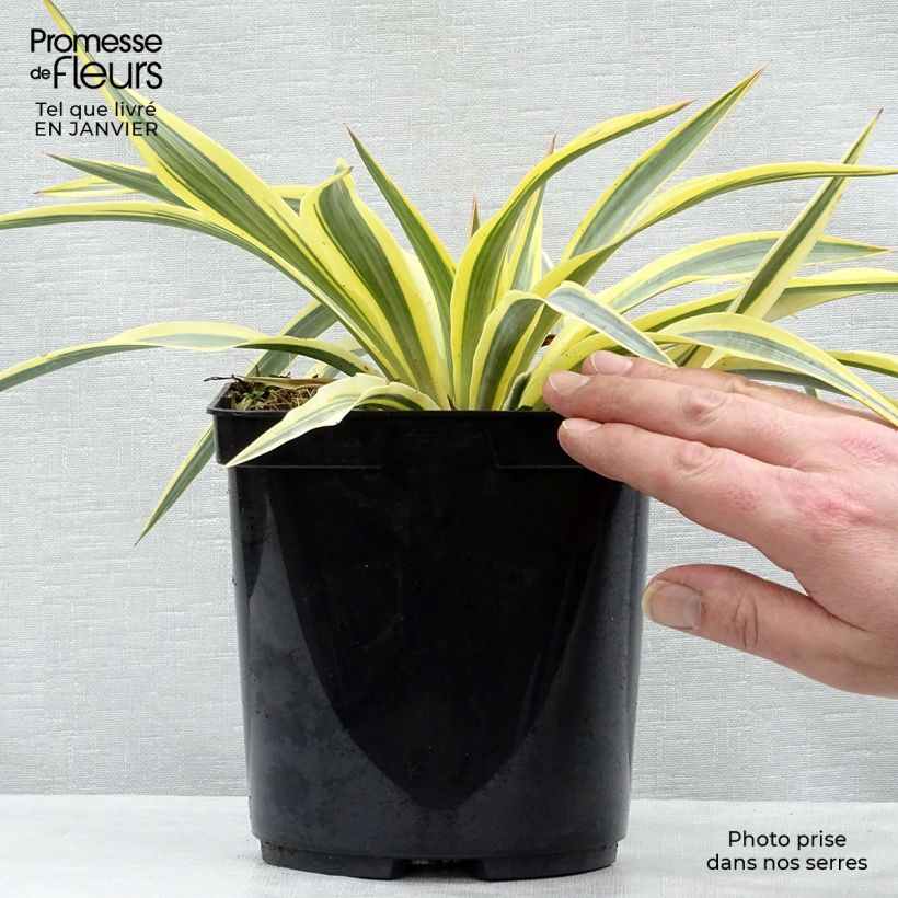 Spécimen de Yucca Bright Star en pot de 3L tel que livré en hiver