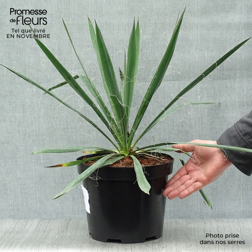 Spécimen de Yucca filamentosa en pot de 6L/7L tel que livré en automne