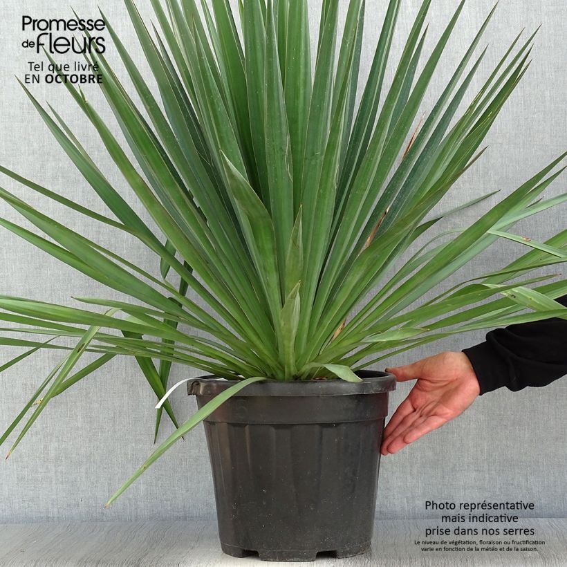 Spécimen de Yucca gloriosa - Dague espagnole pot de 10L tel que livré en automne